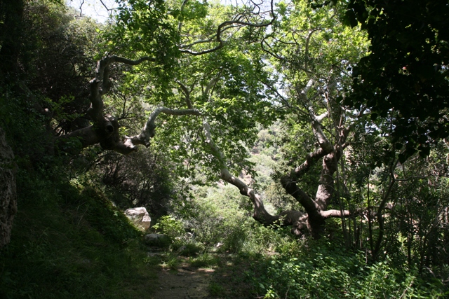 Trizina - Footpath within Devil's Bridge area